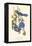 Audubon Florida Jays-John James Audubon-Framed Stretched Canvas