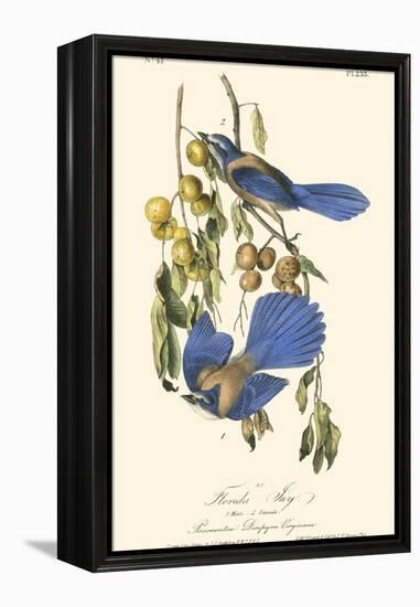 Audubon Florida Jays-John James Audubon-Framed Stretched Canvas