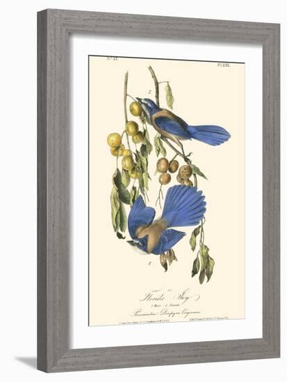 Audubon Florida Jays-John James Audubon-Framed Art Print