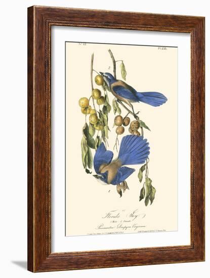 Audubon Florida Jays-John James Audubon-Framed Art Print