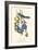 Audubon Florida Jays-John James Audubon-Framed Art Print