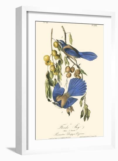 Audubon Florida Jays-John James Audubon-Framed Art Print