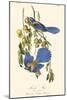 Audubon Florida Jays-John James Audubon-Mounted Art Print