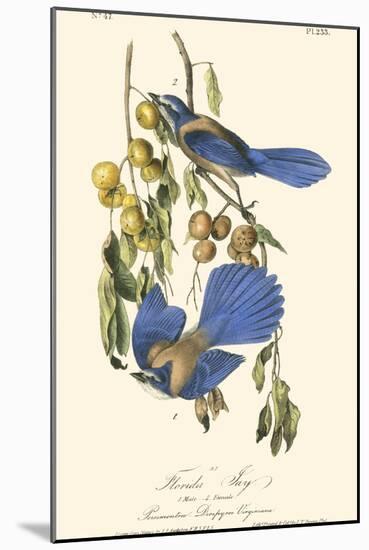 Audubon Florida Jays-John James Audubon-Mounted Art Print