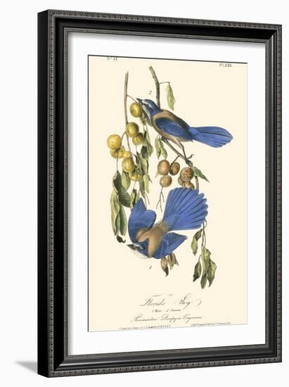 Audubon Florida Jays-John James Audubon-Framed Art Print