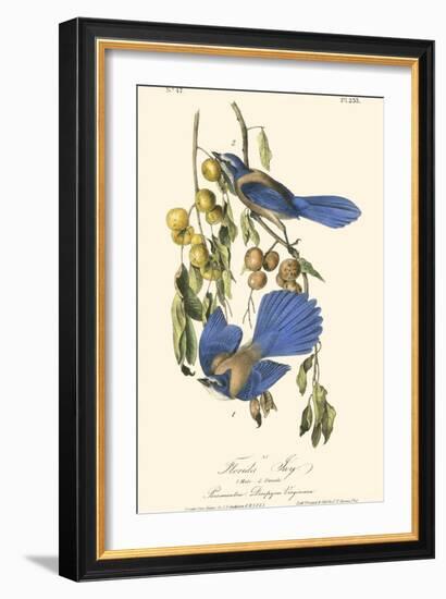 Audubon Florida Jays-John James Audubon-Framed Art Print