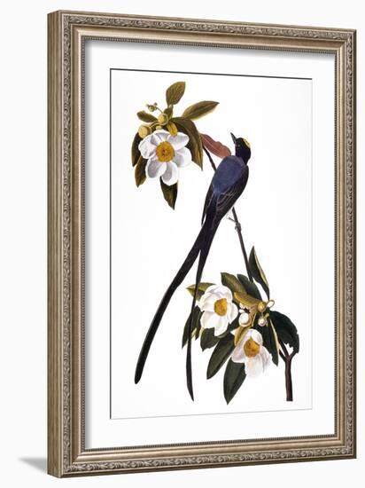 Audubon: Flycatcher, 1827-John James Audubon-Framed Giclee Print