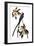 Audubon: Flycatcher, 1827-John James Audubon-Framed Giclee Print
