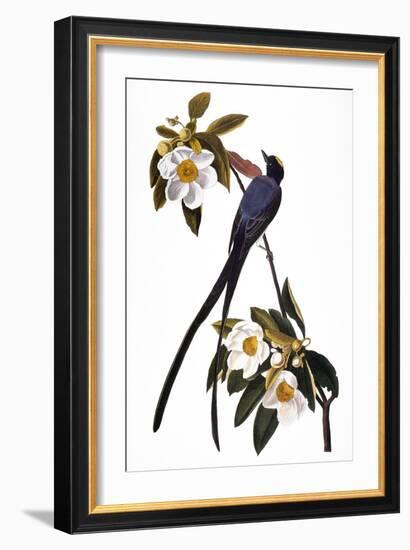 Audubon: Flycatcher, 1827-John James Audubon-Framed Giclee Print