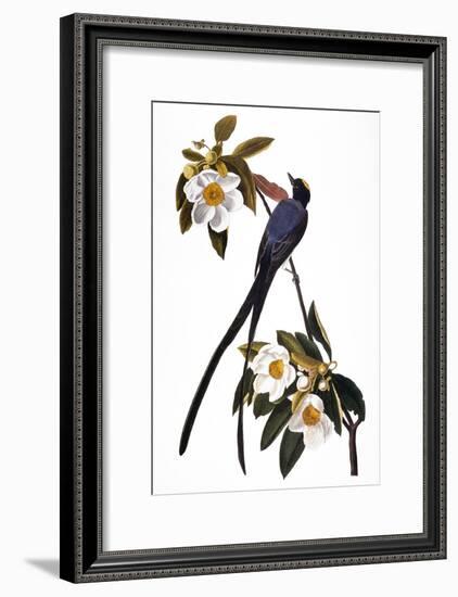 Audubon: Flycatcher, 1827-John James Audubon-Framed Giclee Print