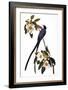 Audubon: Flycatcher, 1827-John James Audubon-Framed Giclee Print