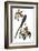 Audubon: Flycatcher, 1827-John James Audubon-Framed Giclee Print