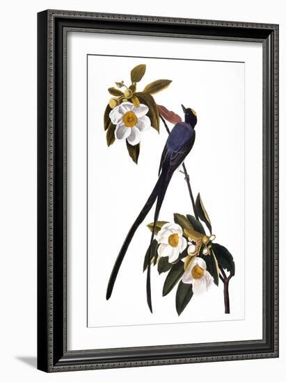 Audubon: Flycatcher, 1827-John James Audubon-Framed Giclee Print