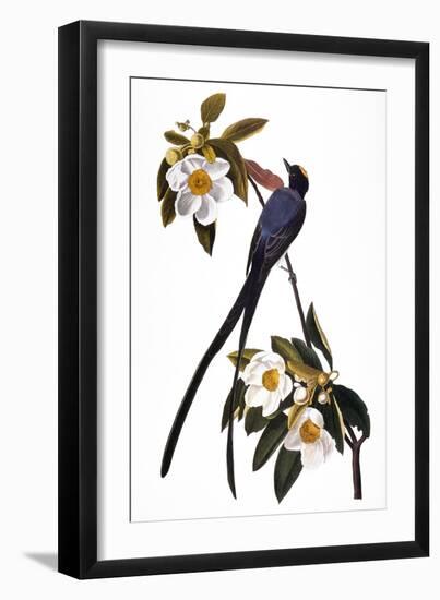 Audubon: Flycatcher, 1827-John James Audubon-Framed Premium Giclee Print