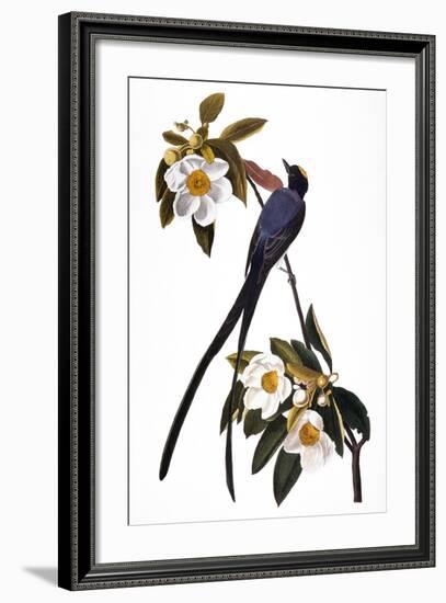 Audubon: Flycatcher, 1827-John James Audubon-Framed Giclee Print