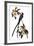 Audubon: Flycatcher, 1827-John James Audubon-Framed Giclee Print