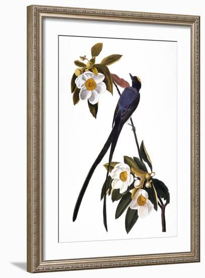 Audubon: Flycatcher, 1827-John James Audubon-Framed Giclee Print