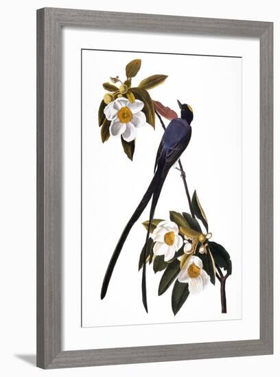 Audubon: Flycatcher, 1827-John James Audubon-Framed Giclee Print