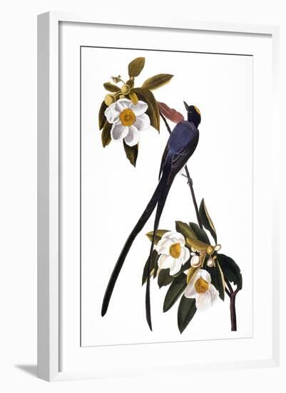 Audubon: Flycatcher, 1827-John James Audubon-Framed Giclee Print