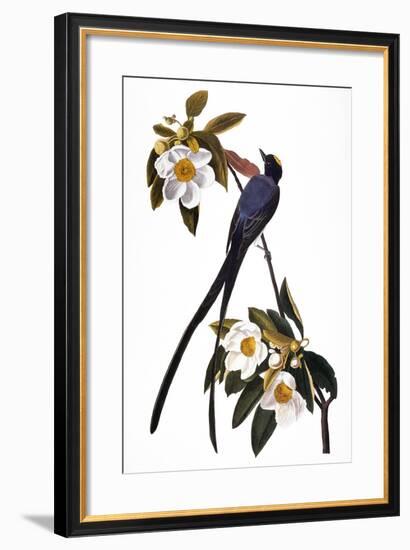 Audubon: Flycatcher, 1827-John James Audubon-Framed Giclee Print