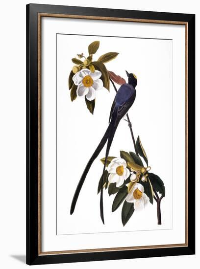 Audubon: Flycatcher, 1827-John James Audubon-Framed Giclee Print