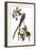 Audubon: Flycatcher, 1827-John James Audubon-Framed Giclee Print