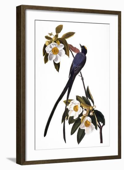 Audubon: Flycatcher, 1827-John James Audubon-Framed Giclee Print