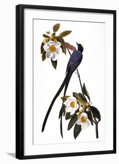 Audubon: Flycatcher, 1827-John James Audubon-Framed Giclee Print