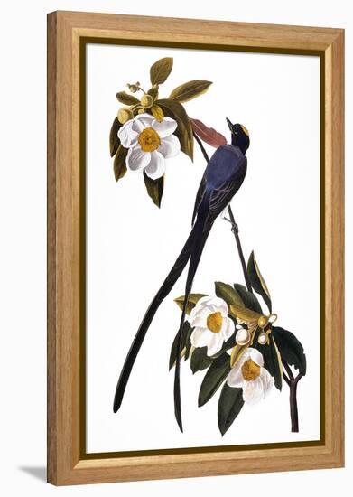 Audubon: Flycatcher, 1827-John James Audubon-Framed Premier Image Canvas