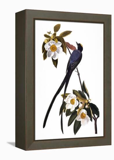 Audubon: Flycatcher, 1827-John James Audubon-Framed Premier Image Canvas
