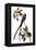 Audubon: Flycatcher, 1827-John James Audubon-Framed Premier Image Canvas