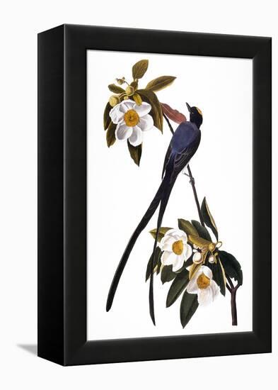 Audubon: Flycatcher, 1827-John James Audubon-Framed Premier Image Canvas