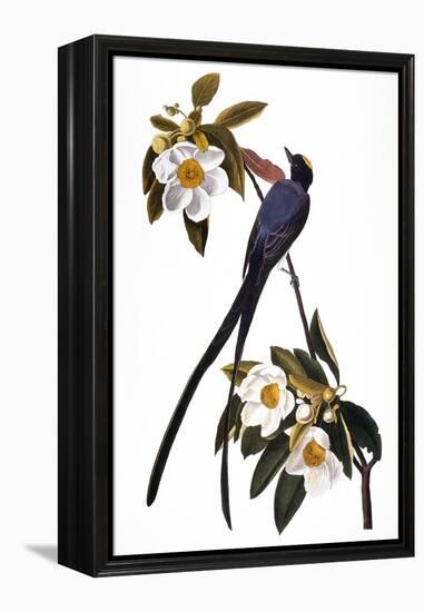 Audubon: Flycatcher, 1827-John James Audubon-Framed Premier Image Canvas