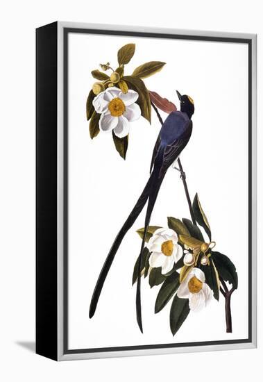 Audubon: Flycatcher, 1827-John James Audubon-Framed Premier Image Canvas