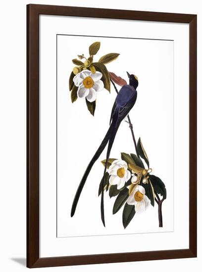 Audubon: Flycatcher, 1827-John James Audubon-Framed Giclee Print