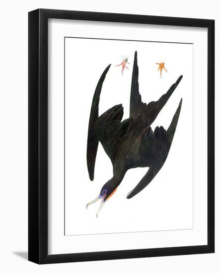 Audubon: Frigatebird-John James Audubon-Framed Giclee Print