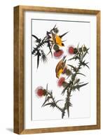 Audubon: Goldfinch-John James Audubon-Framed Giclee Print
