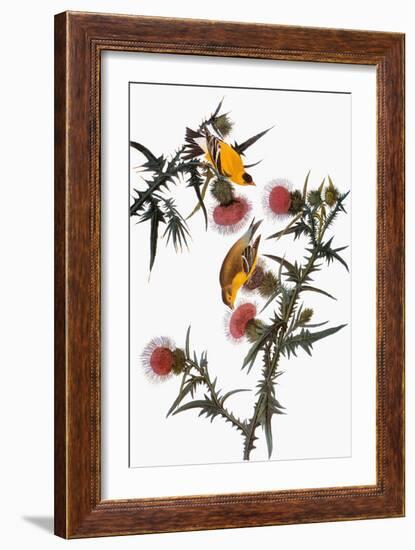 Audubon: Goldfinch-John James Audubon-Framed Giclee Print