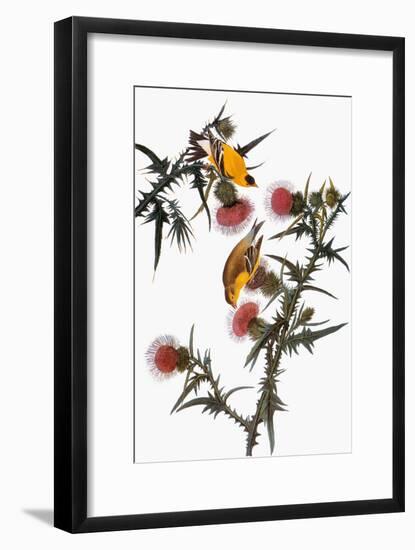 Audubon: Goldfinch-John James Audubon-Framed Giclee Print