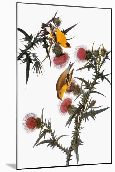 Audubon: Goldfinch-John James Audubon-Mounted Giclee Print