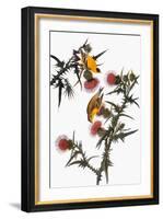 Audubon: Goldfinch-John James Audubon-Framed Giclee Print
