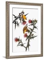 Audubon: Goldfinch-John James Audubon-Framed Giclee Print