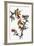 Audubon: Goldfinch-John James Audubon-Framed Giclee Print