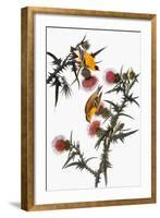 Audubon: Goldfinch-John James Audubon-Framed Giclee Print