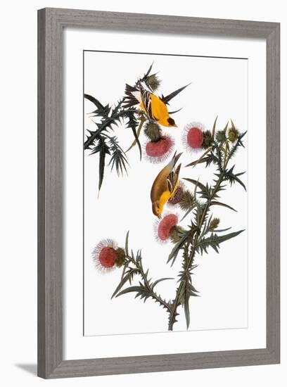 Audubon: Goldfinch-John James Audubon-Framed Giclee Print