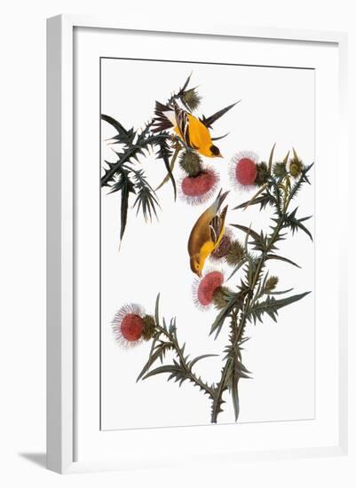 Audubon: Goldfinch-John James Audubon-Framed Giclee Print