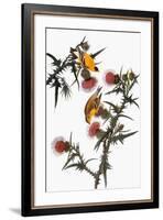 Audubon: Goldfinch-John James Audubon-Framed Giclee Print