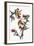 Audubon: Goldfinch-John James Audubon-Framed Giclee Print