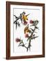 Audubon: Goldfinch-John James Audubon-Framed Giclee Print