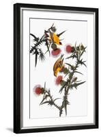 Audubon: Goldfinch-John James Audubon-Framed Giclee Print